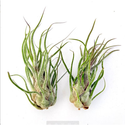 Air Plant Pruinosa 2PK 3"-4"