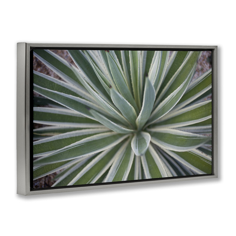 Toile flottante encadrée Centric Succulent Leaves par Susan Bryant, Cadre flottant gris lustré, H 21 po x l 31 po