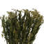 Tige d'herbe de Floride-1784212163