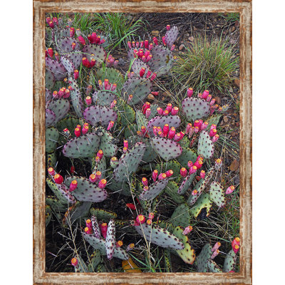 " Prickly Pear "