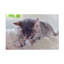 «Sleeping Kitten» par Cora Niele - photographie sur toile tendue-726179316
