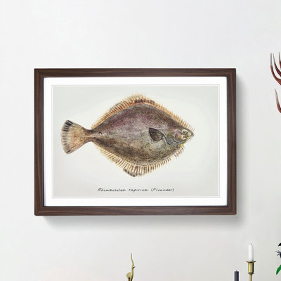 Illustration of a Flounder Fish by F.E. Clarke - Picture Frame Graphic Art Print
