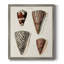 Cone Shell Collection I, toile encadrée de qualité supérieure - prête à être accrochée-1029942561-1029942567