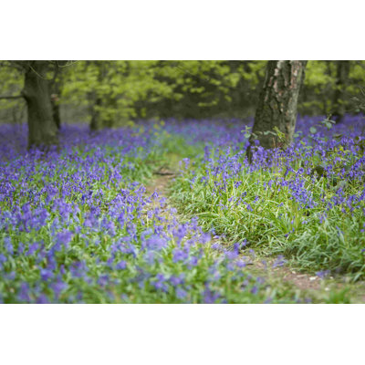 Bluebell Walk II