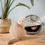 Edwardo Scratching Post