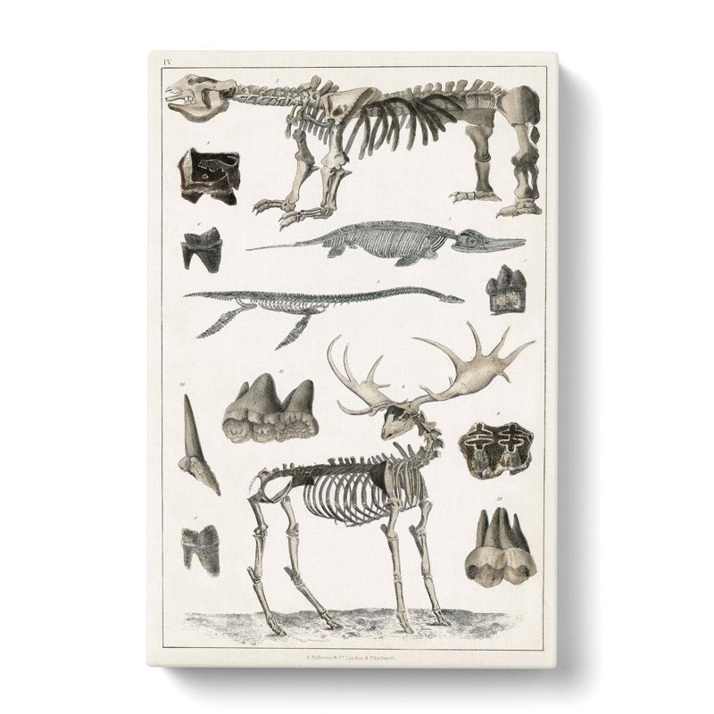 Animal Bones IV by Oliver Goldsmith - Wrapped Canvas Drawing Pint - Wrapped Canvas, 50cm H x 35cm W x 3cm D
