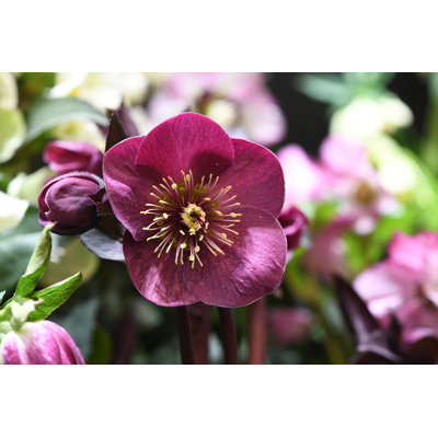 " Helleborus Niger "