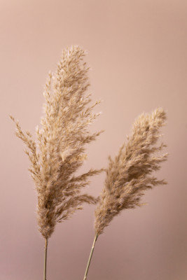 Wrapped Canvas Print, 76.2 cm H x 50.8 cm W