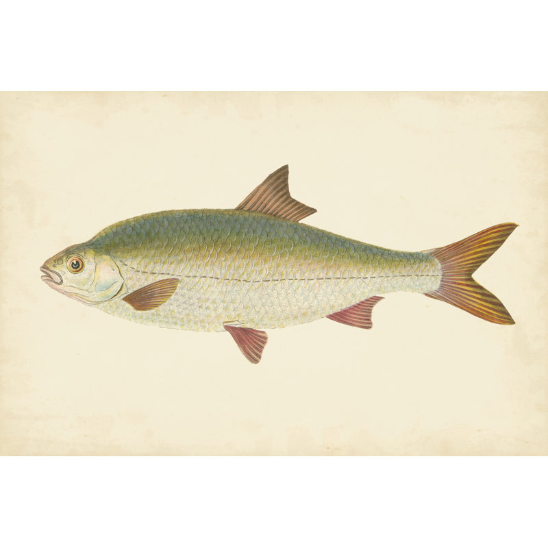 Donovan poisson antique II, H 8 po x l 12 po x P 1 po