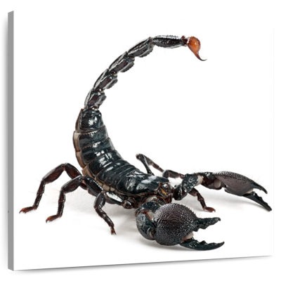 Crowle Scorpion