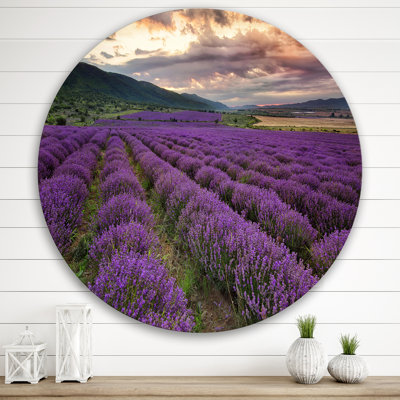 " Lavender Field At Dawn I "