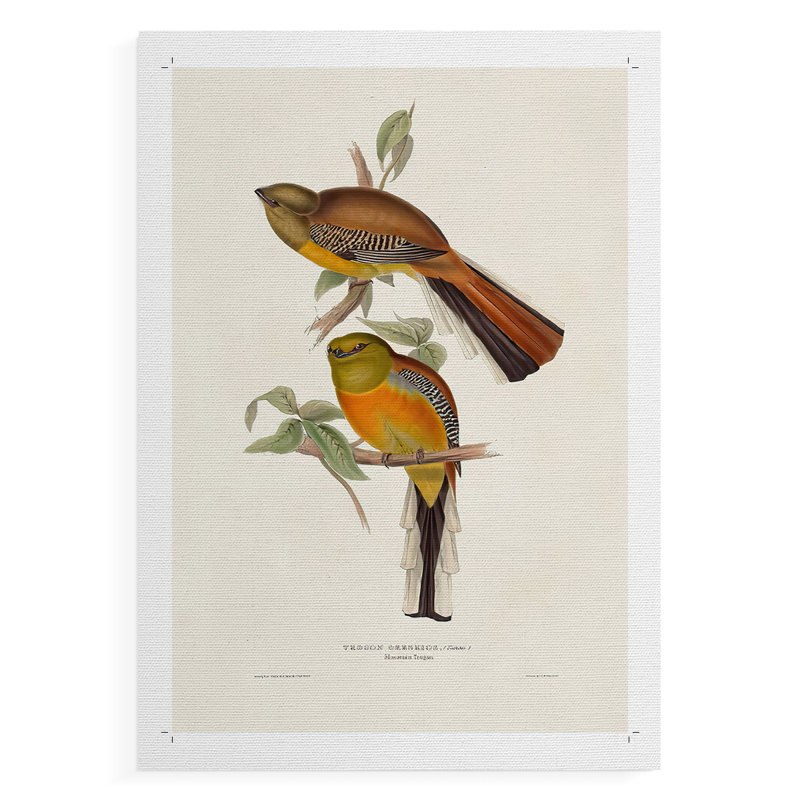 ElegantTrogons II - Impression sur toile seulement - non encadrée, H 36 po x l 24 po