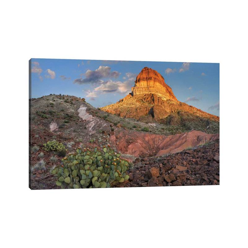 Opuntia Cactus at Cerro Castellan, Chihuahuan Desert, Big Bend National Park, Chihuahuan Desert, Texas 1 Piece Wrapped Canvas Wall Art