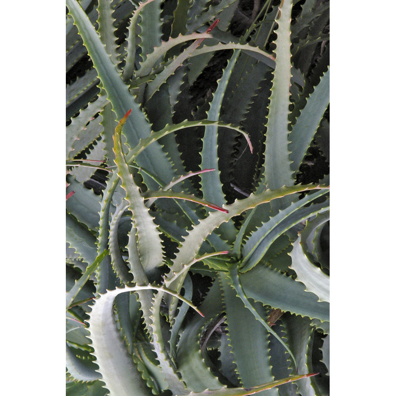 " Prickly Cactus ", 12" H x 8" W x 1.25" D