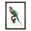 Red-Breasted Parakeet by F. Levaillant - Picture Frame Painting Print-55599012-55599013