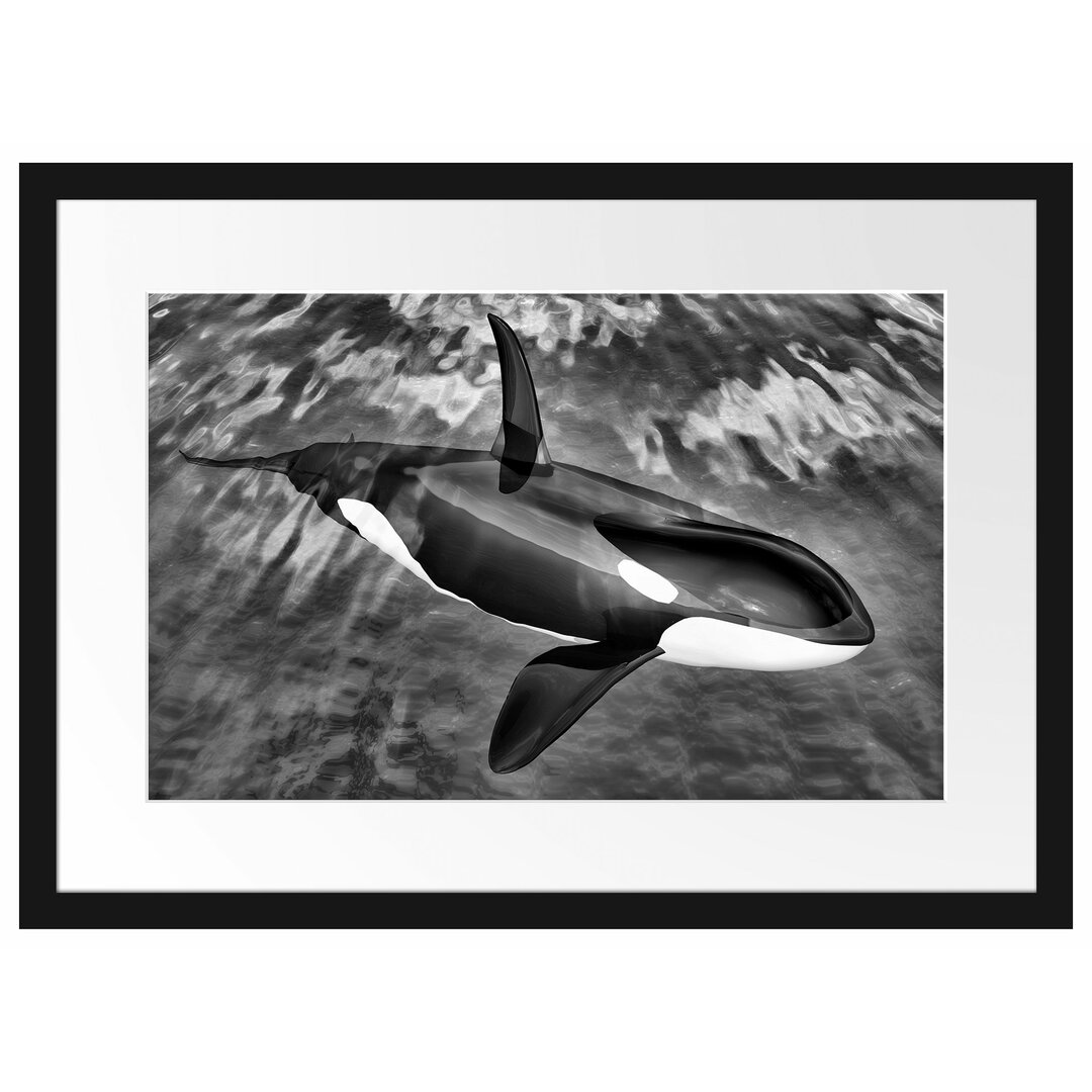 Gerahmtes Poster Orca im blauen Meer