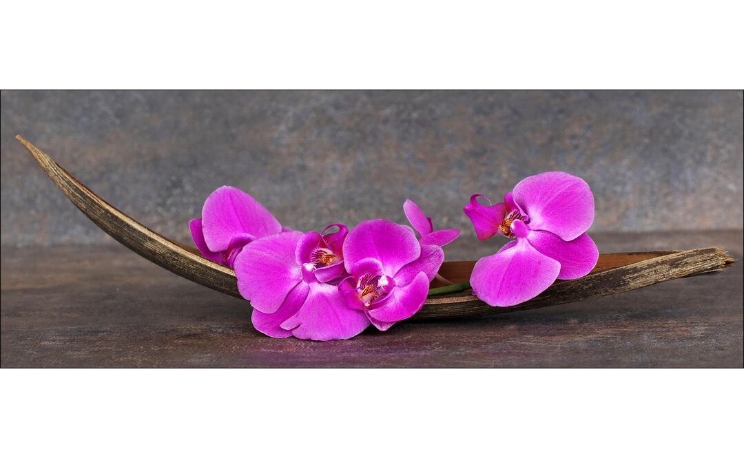 Rechteckiges Glasbild Purple Orchid III, Fotodruck