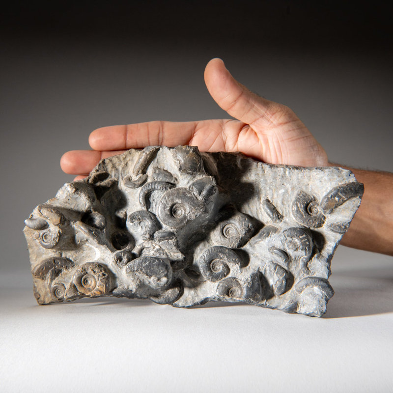 Genuine Natural Fossilized Ammonite Cluster (2 Lbs)
