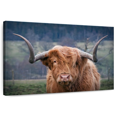 Brampt Wooly Highland Cow