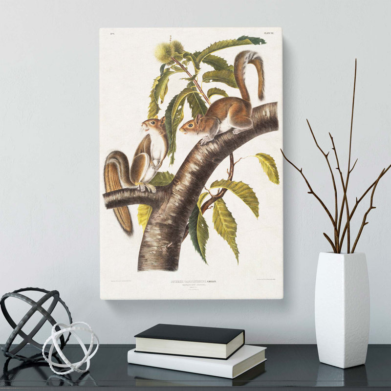 Carolina Grey Squirrels by J.W. Audubon - Wrapped Canvas Painting, 76cm H x 50cm W x 3cm D