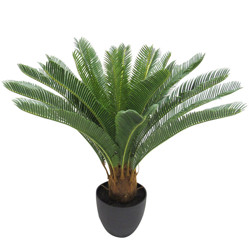 Plante tropicale 28 po Sago Cycas
