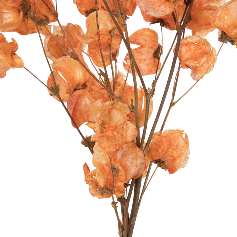 Preserved Cara Blossom Arrangement, Orange