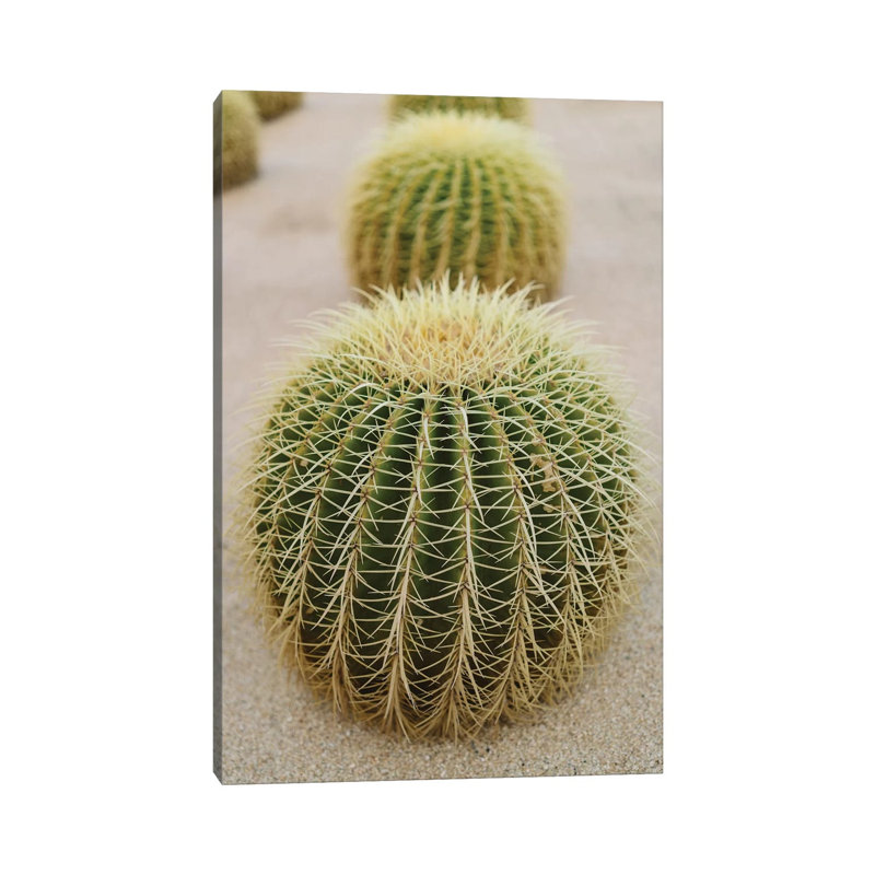 Cabo Cactus IV by Bethany Young - Print on Canvas, 45.72cm H x 30.48cm W x 1.91cm D, Wrapped Canvas