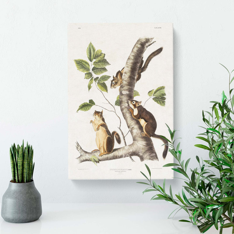 Douglasss Squirrels by Kawanabe Kyosai - Wrapped Canvas, 50cm H x 35cm W x 3cm D