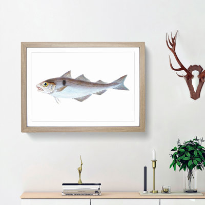 Haddock Fish by Edward Donovan - Framed Print