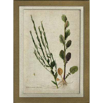 Botanical Framed Graphic Art