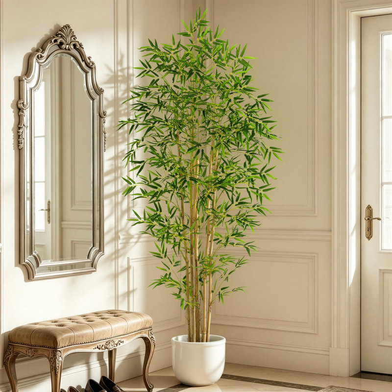 large monstera Monstera Deliciosa (Tissue Culture Plant in Jiffy bag)  vridhigarden