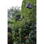 Parker LED Pathway Light