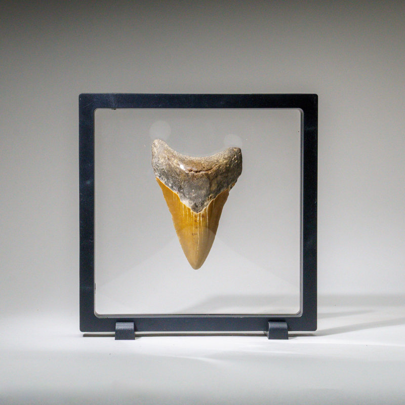 Genuine Megalodon Shark Tooth In Display Box (107.9 Grams)