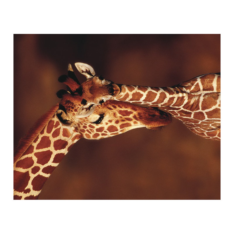 Karl Ammann - Print, 40cm H x 50cm W, Canvas