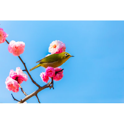 Japanese White-Eye by Minokku - Wrapped Canvas Print
