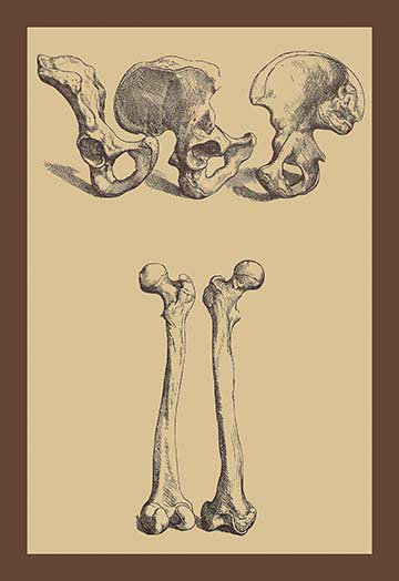 « pelvien » par andreas vesalius, impression encadrée