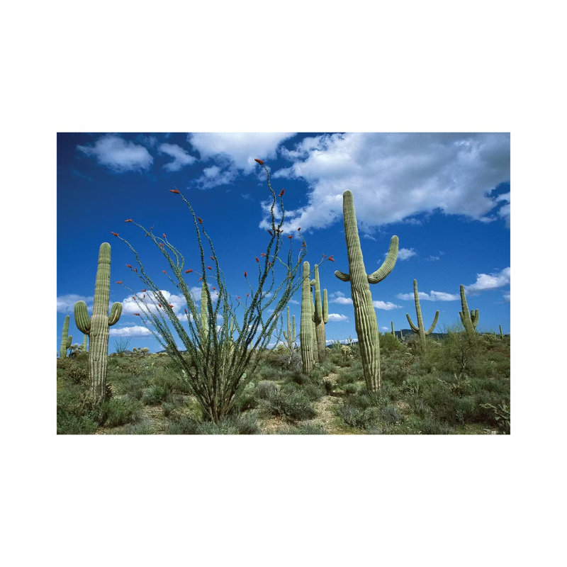 Saguaro Cactus, Ocotillo Cactus, And Cholla Prickly Pear by Tom Vezo - Wrapped Canvas Print, 20.32 cm H x 30.48 cm W