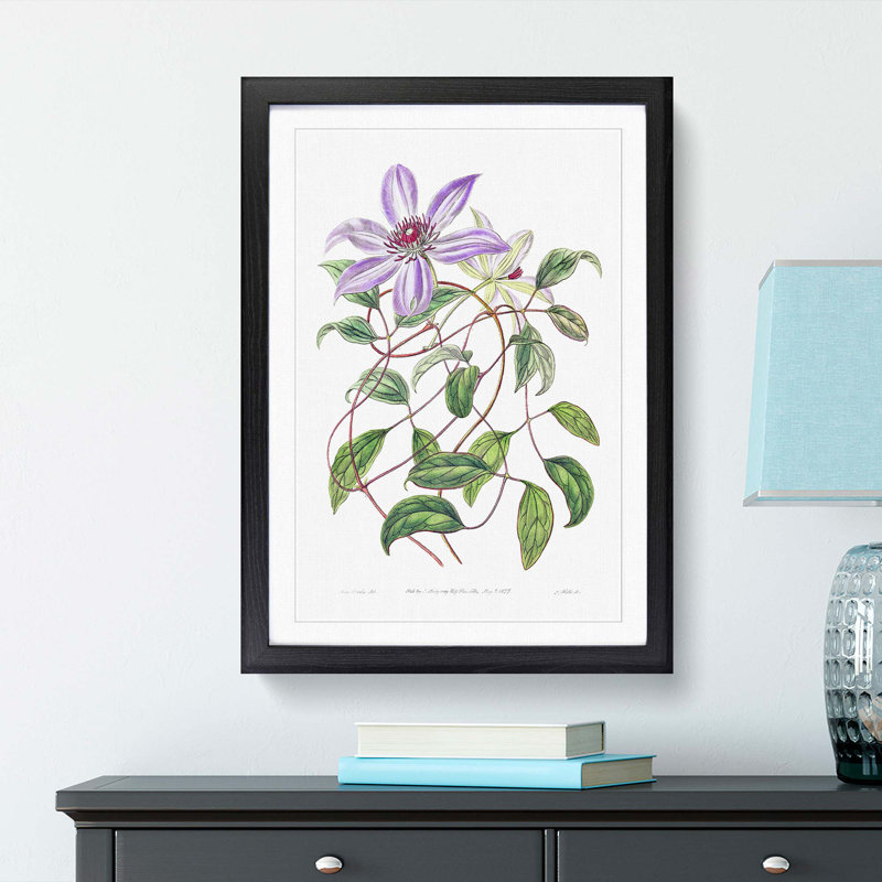 Violet Clematis Flowers - Picture Frame Painting Print, Black Framed, 65cm H x 48cm W x 2cm D