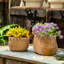 Pot à fleurs en ciment-544758836