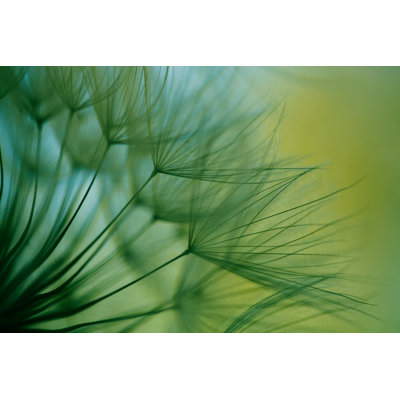 Macro Dandelion Seed by Jasmina007