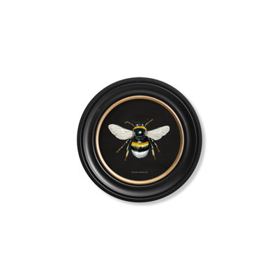Bumble Bee by Mid-1800s - Single Picture Frame Print on Archival Matt 230gsm Paper