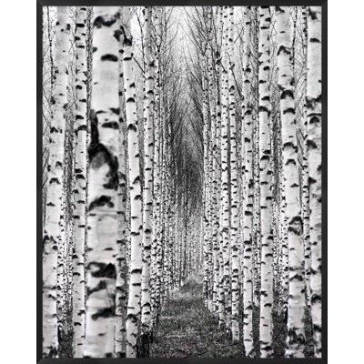 Birch Pathway Framed Print
