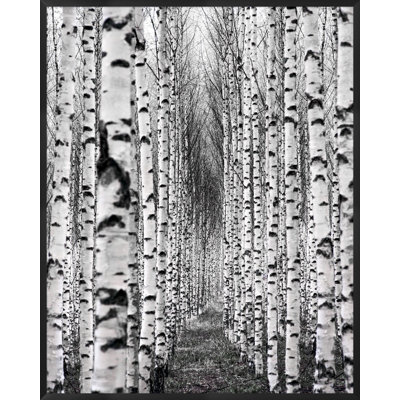 Birch Pathway Photography by Lillian August