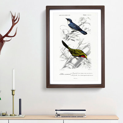 Bird Illustrations PL. 2A by Charles d Orbigny - Framed Print