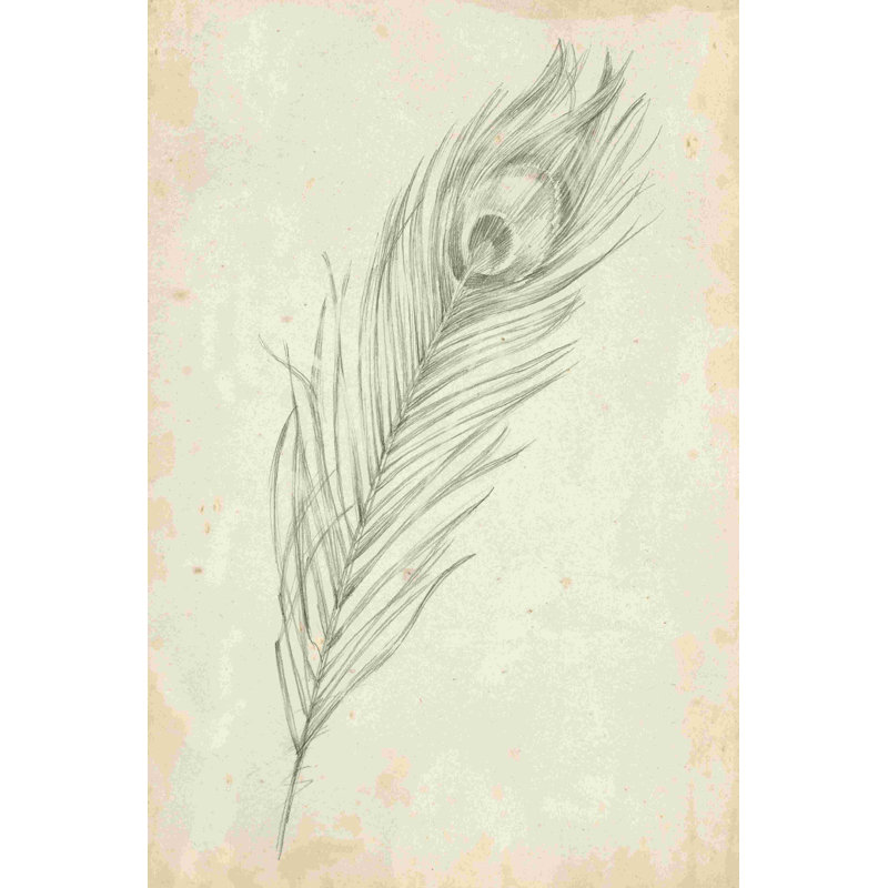Croquis de plumes de paon II, H 30 po x l 20 po