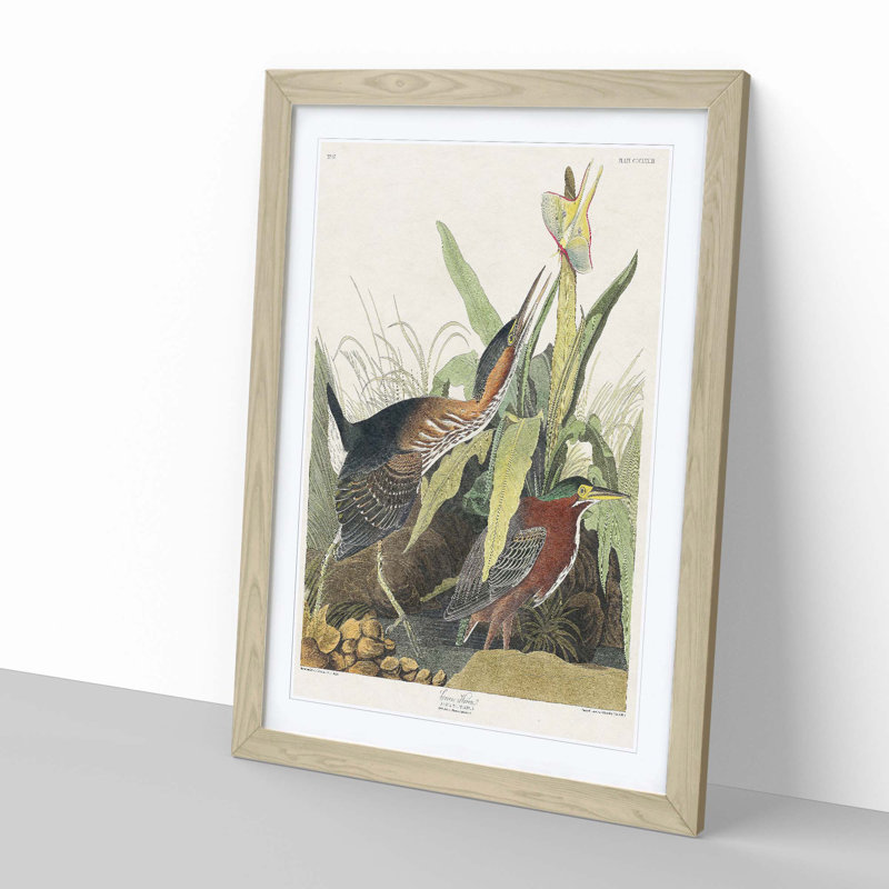 Green Heron by John Audubon - Picture Frame Painting Print on MDF, 36cm H x 27cm W x 2cm D, Oak Framed