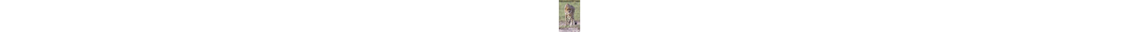 Stalking Cheetah by WLDavies - Wrapped Canvas Print-1203608421