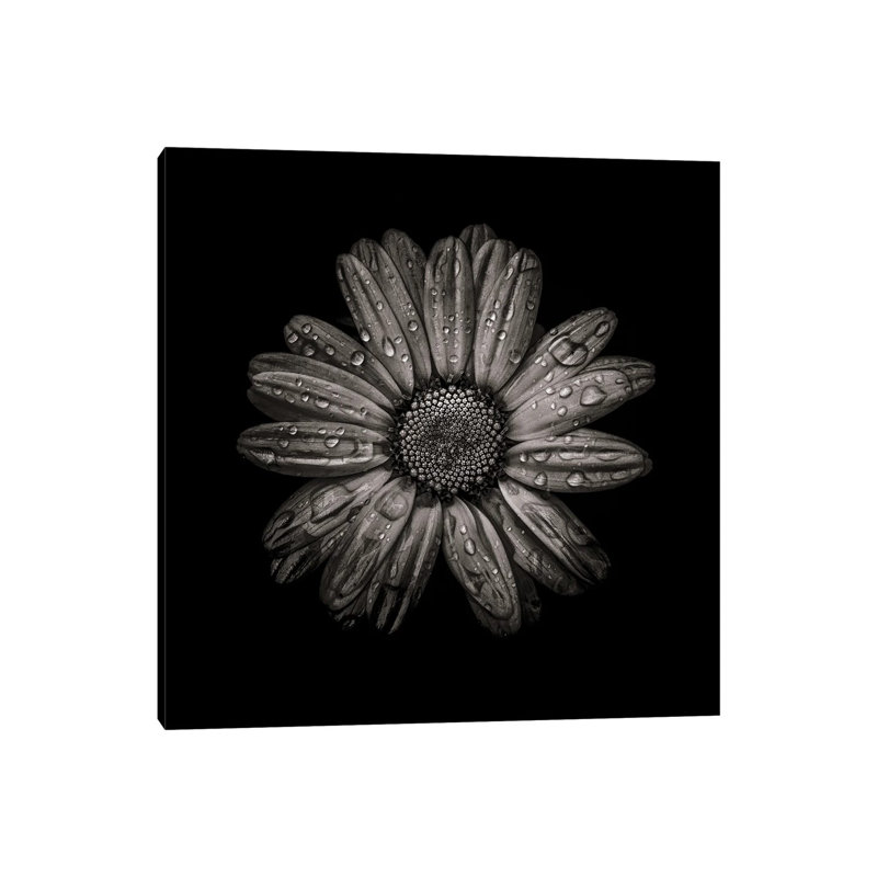 Black And White Daisy IV by Brian Carson - Wrapped Canvas Print, 30.48 cm H x 30.48 cm W