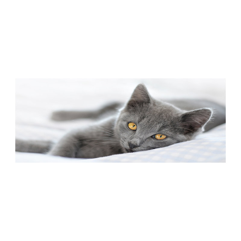 Gray Cat - No Frame Print, Canvas, 50cm H x 125cm W x 2cm D
