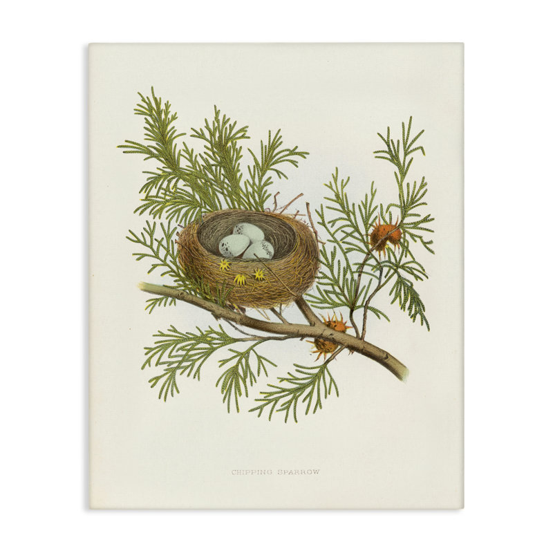  «Forest Bird Nest» sur toile par Tina Higgins Designs, Inc., H 20 po x l 16 po